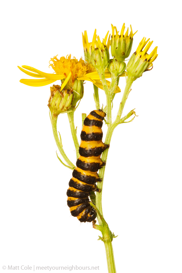 MYN Cinnabar Moth Caterpillar on Ragwort 1